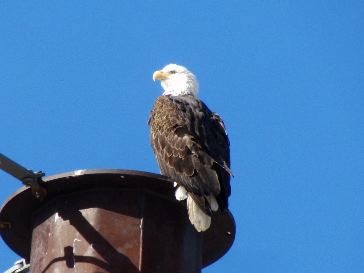 Weißkopf-Seeadler - ML194398151