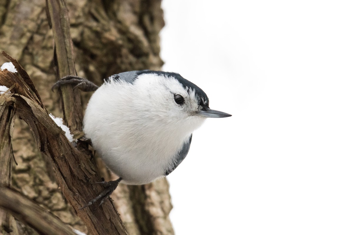 White-breasted Nuthatch - Erin Avram