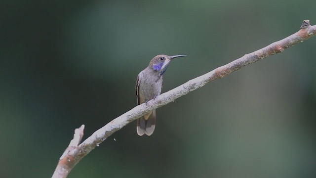 Brown Violetear - ML194401911