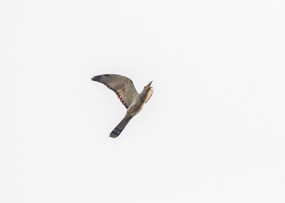 Channel-billed Cuckoo - ML194402061