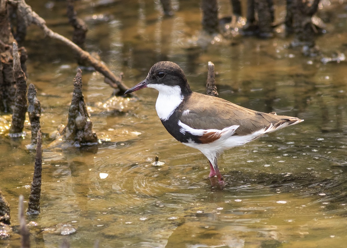 Red-kneed Dotterel - Stephen Murray