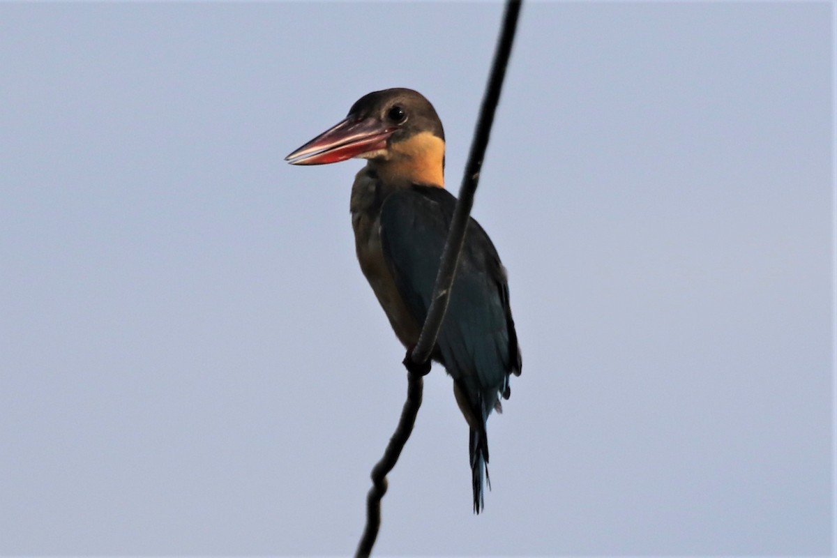 Stork-billed Kingfisher - Jeff Linkinhoker