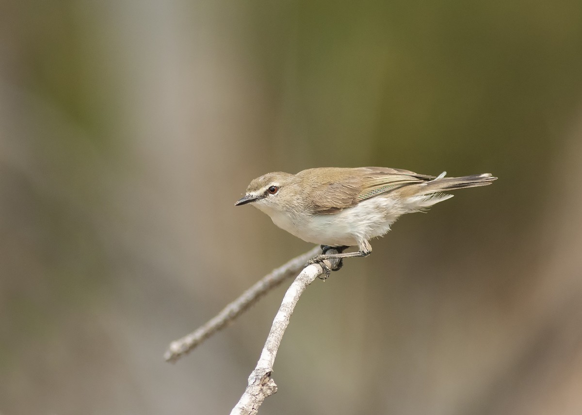 Mangrove Gerygone - ML194402391