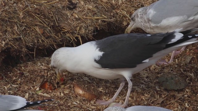 Great Black-backed Gull - ML194403861