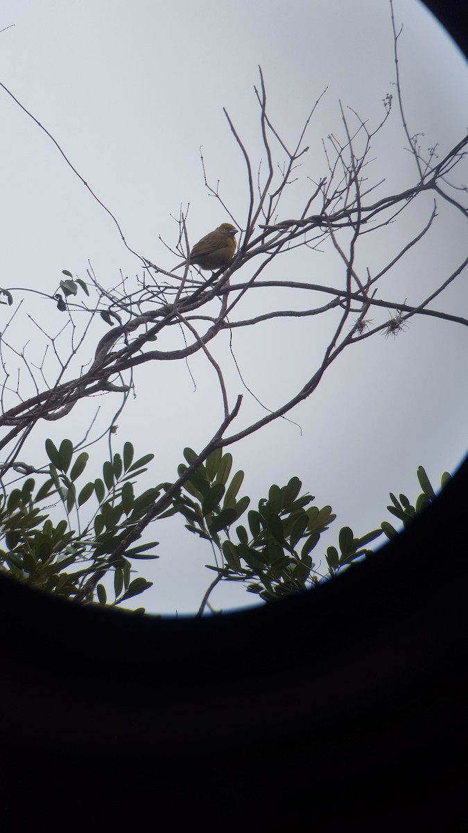 Hepatic Tanager - ML194404161