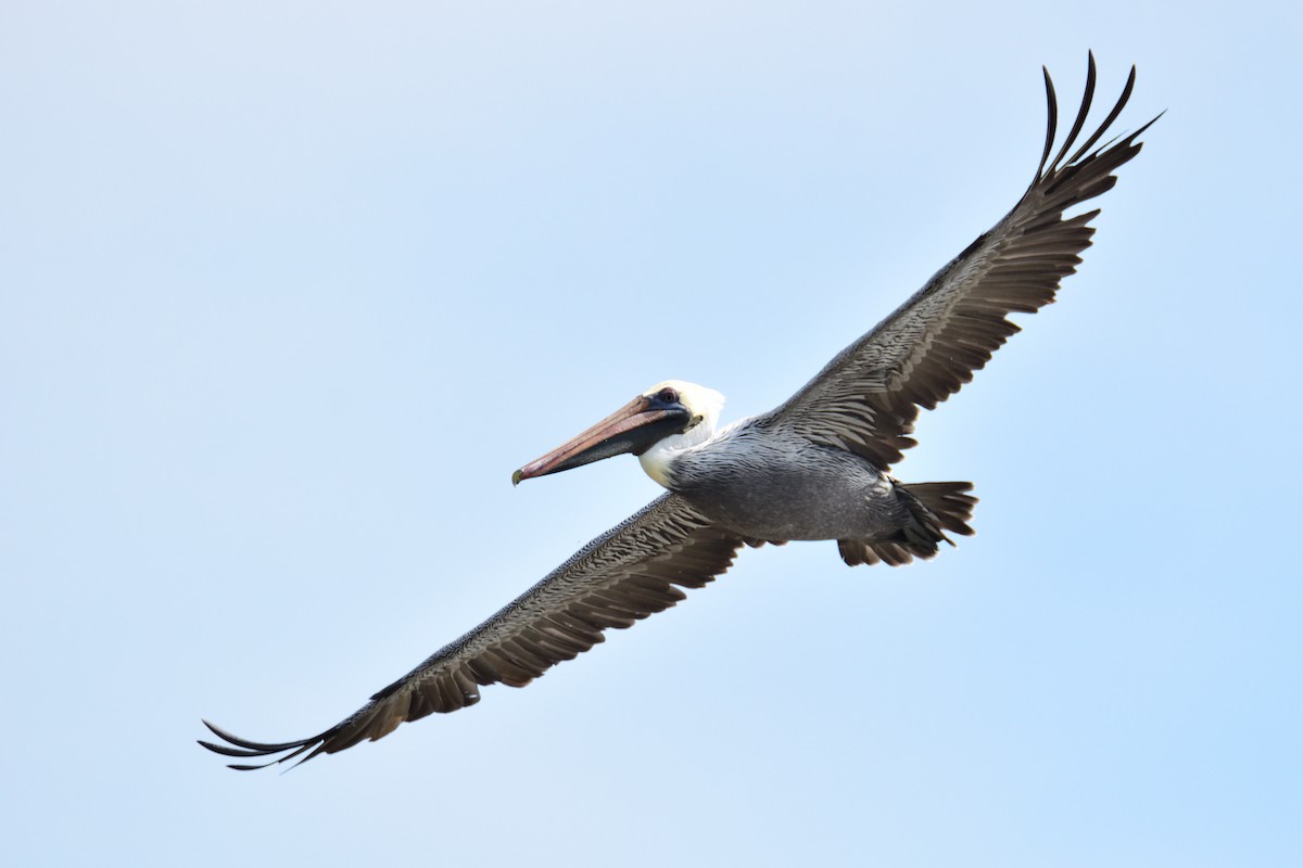pelikán hnědý - ML194404811