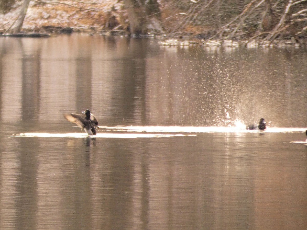 Ring-necked Duck - ML194405591