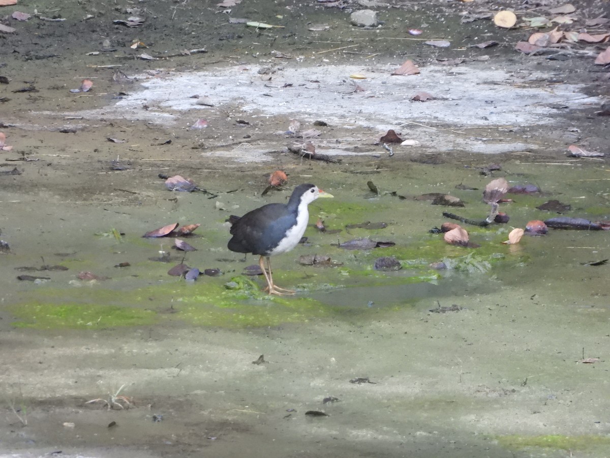 White-breasted Waterhen - ML194408771