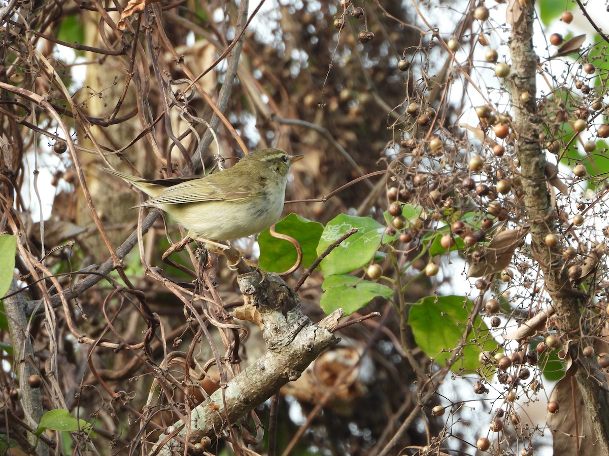 Arctic/Kamchatka Leaf Warbler - ML194408891