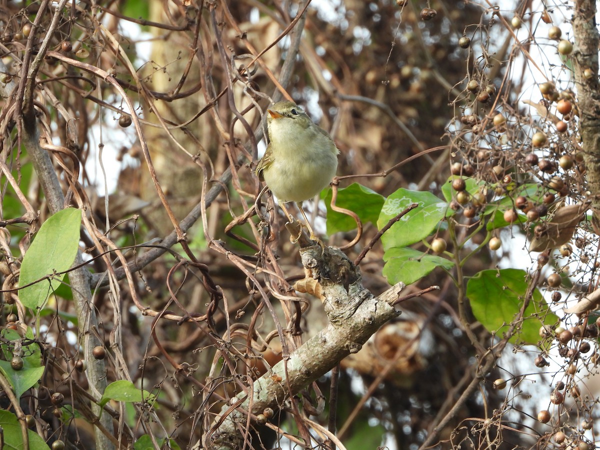 Arctic/Kamchatka Leaf Warbler - ML194408911