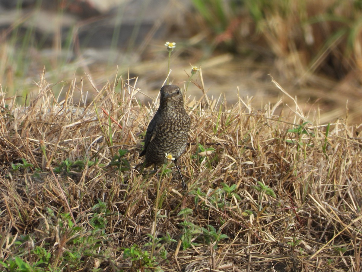 Blue Rock-Thrush - ML194408941