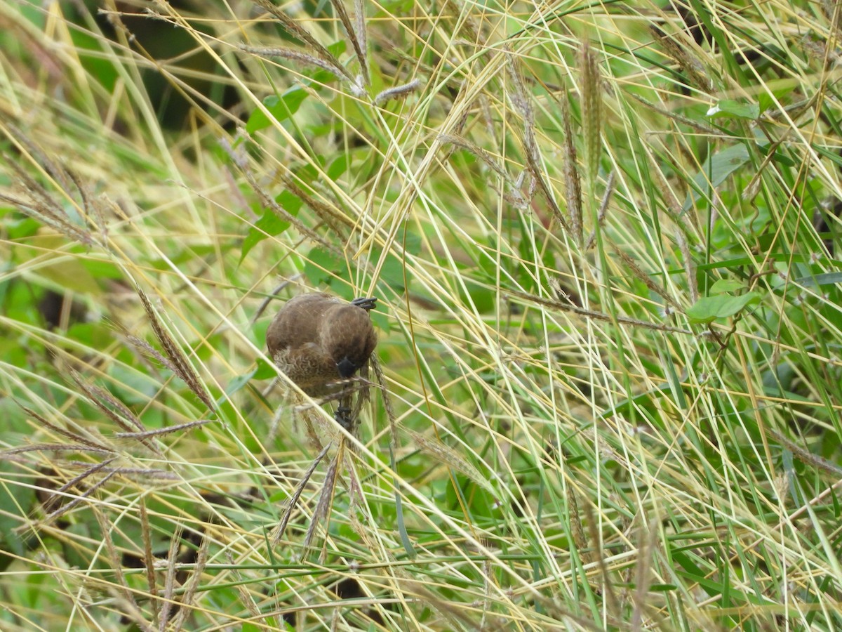 Scaly-breasted Munia - ML194409081