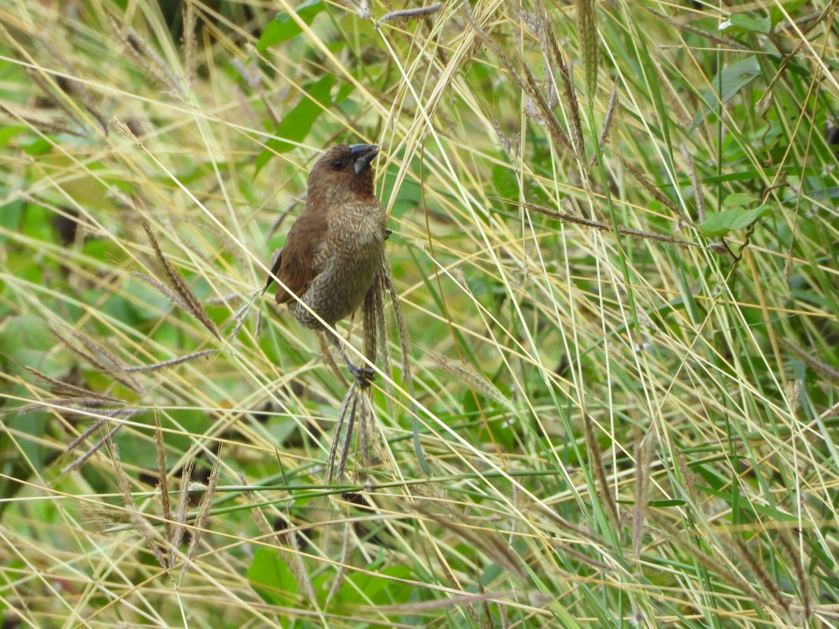 Scaly-breasted Munia - ML194409201