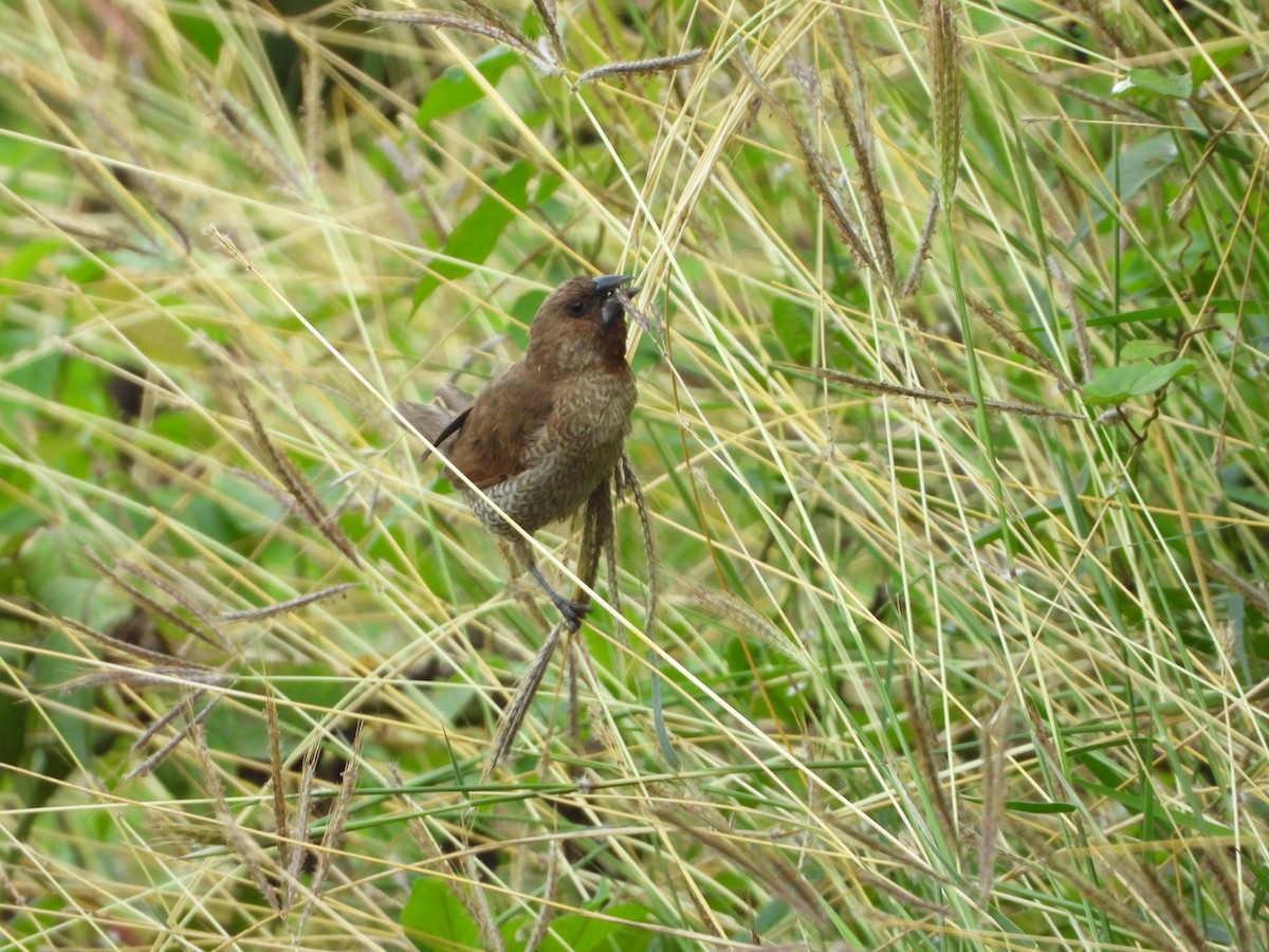 Scaly-breasted Munia - ML194409211