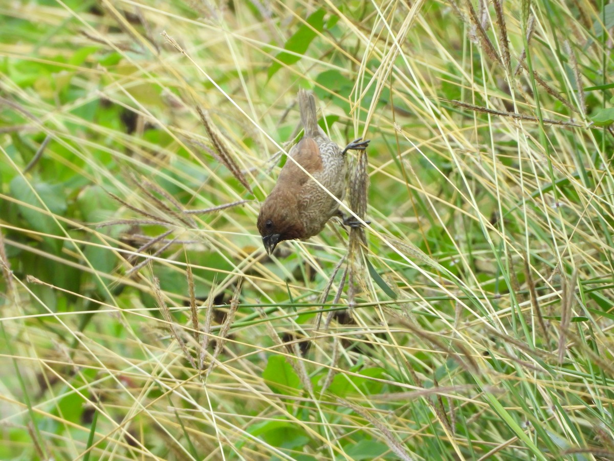 Scaly-breasted Munia - ML194409301