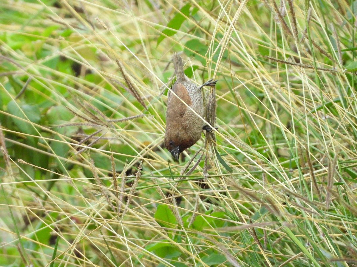 Scaly-breasted Munia - ML194409311