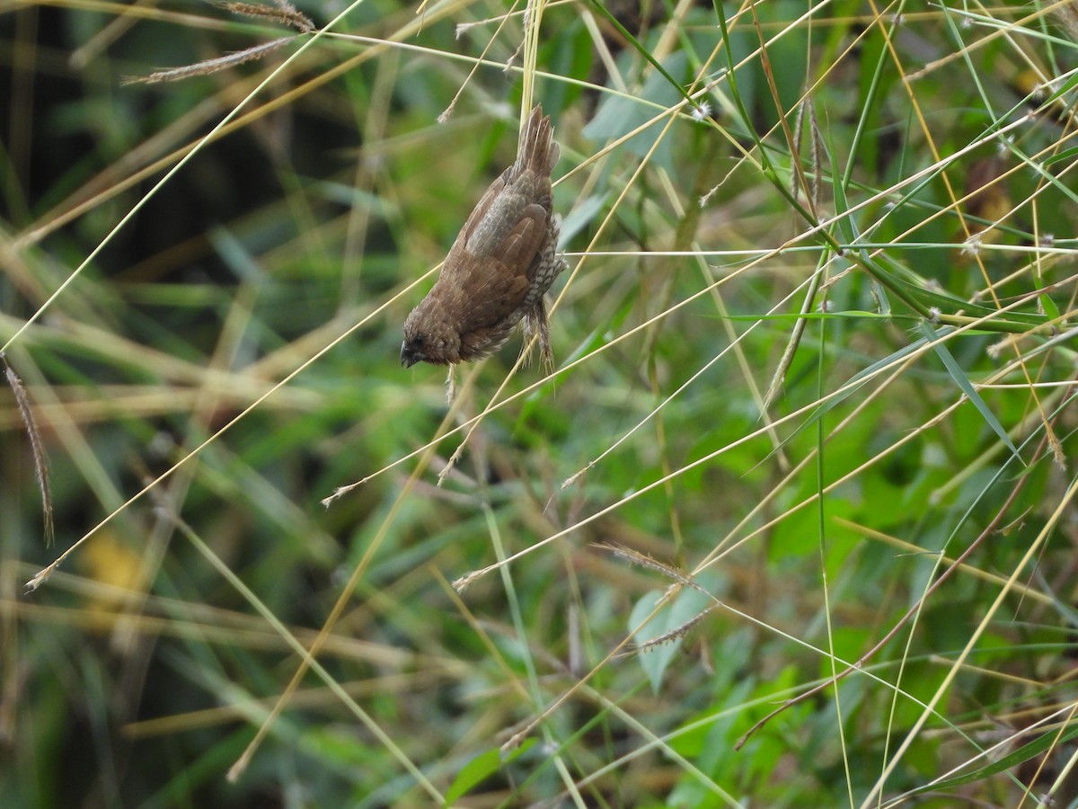 Scaly-breasted Munia - ML194409411