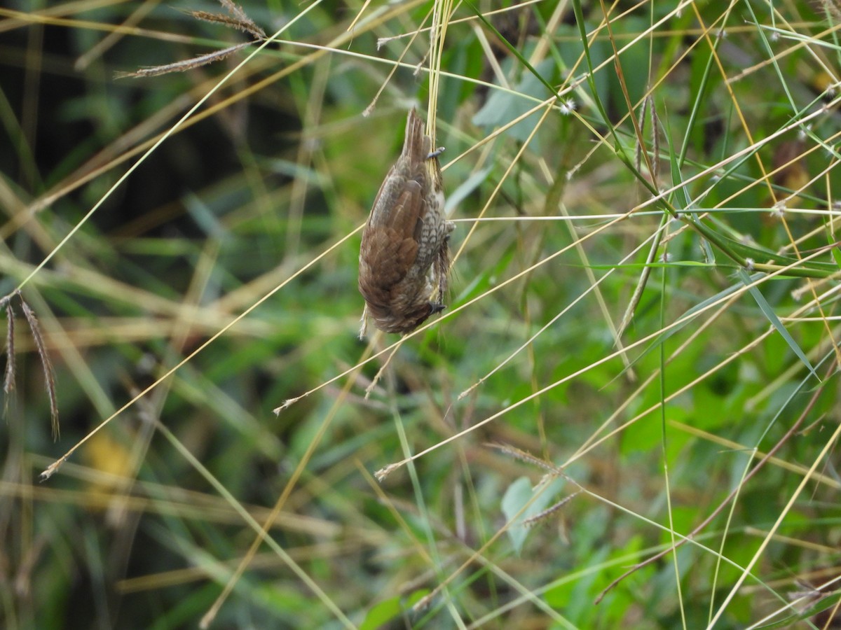 Scaly-breasted Munia - ML194409421