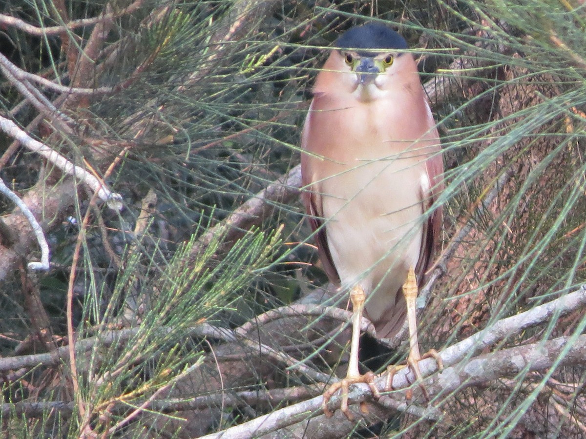 Nankeen Night Heron - ML194409451