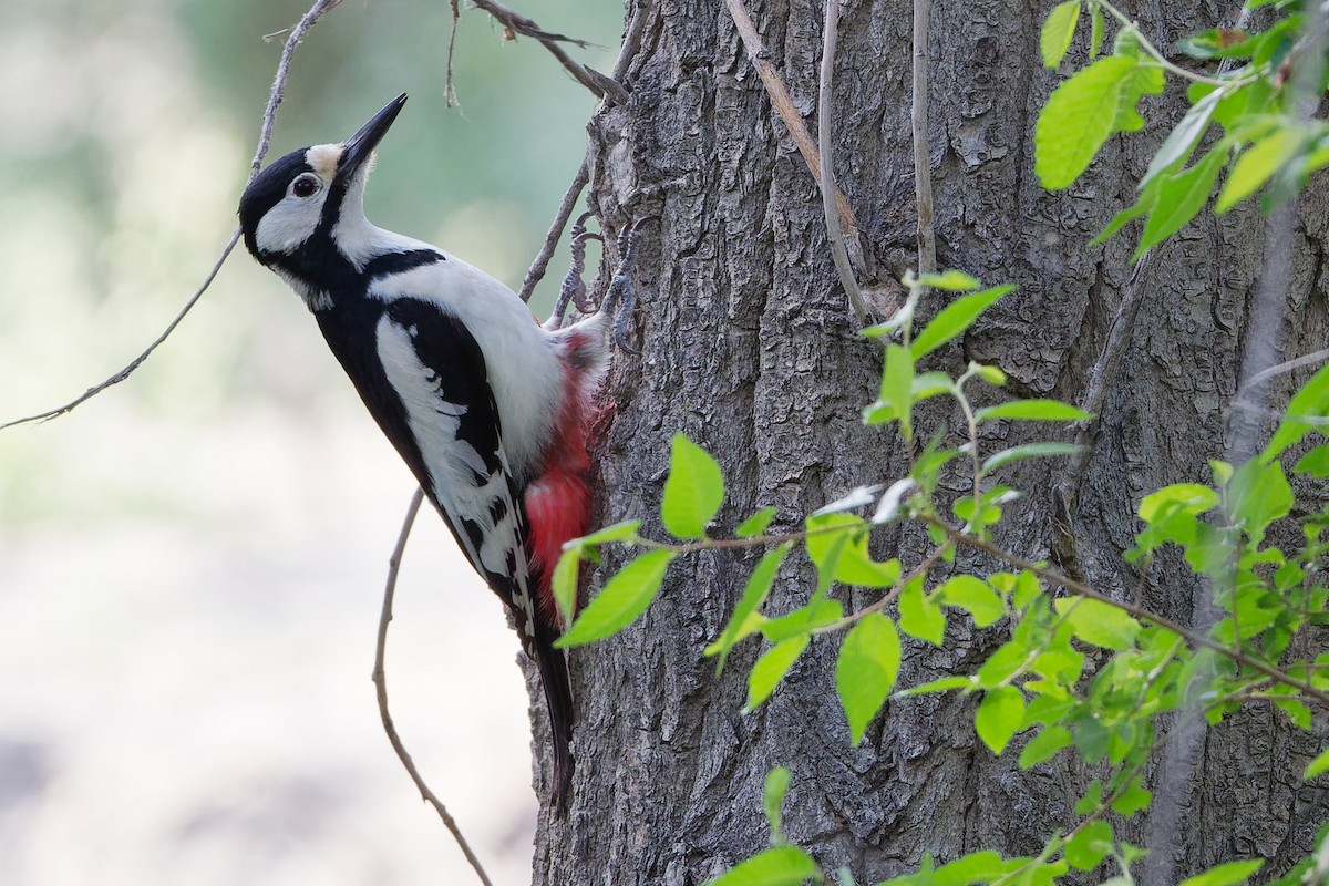 White-winged Woodpecker - Vincent Wang