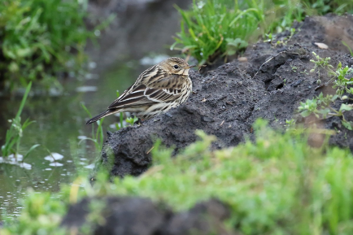 Red-throated Pipit - ML194410381