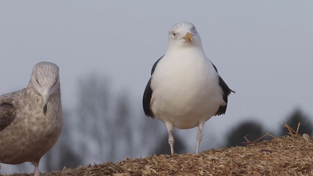 Great Black-backed Gull - ML194410601