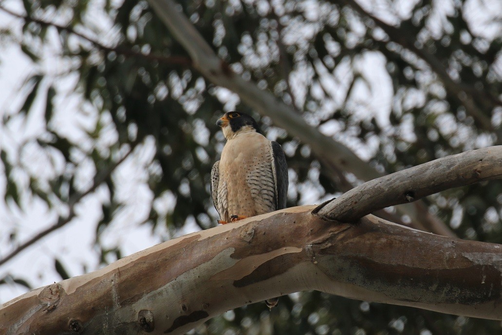 Peregrine Falcon - ML194410891