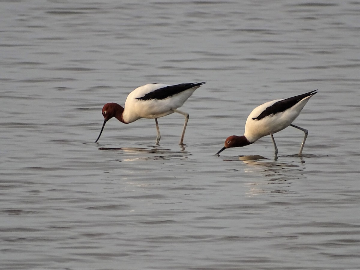 Red-necked Avocet - ML194411071