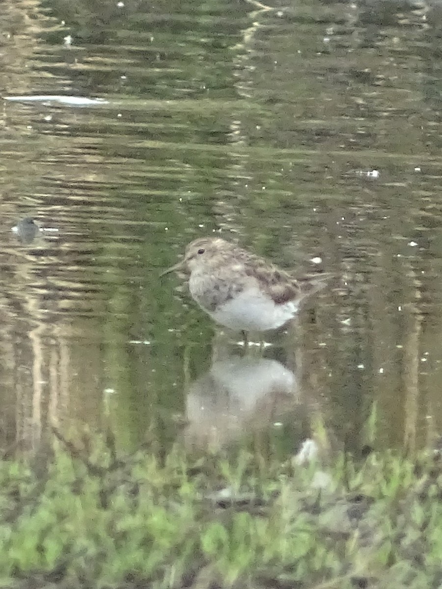 Pectoral Sandpiper - ML194411291