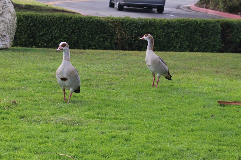 Egyptian Goose - ML194412061