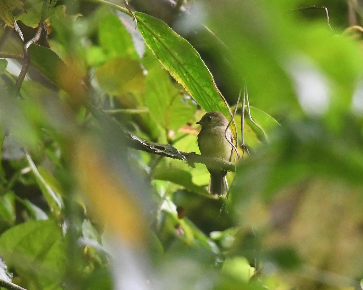 Orange-crested Flycatcher - ML194412251