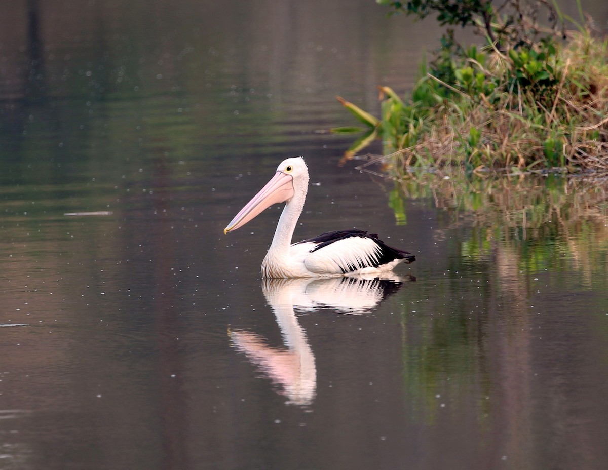 Australian Pelican - Chris Burwell