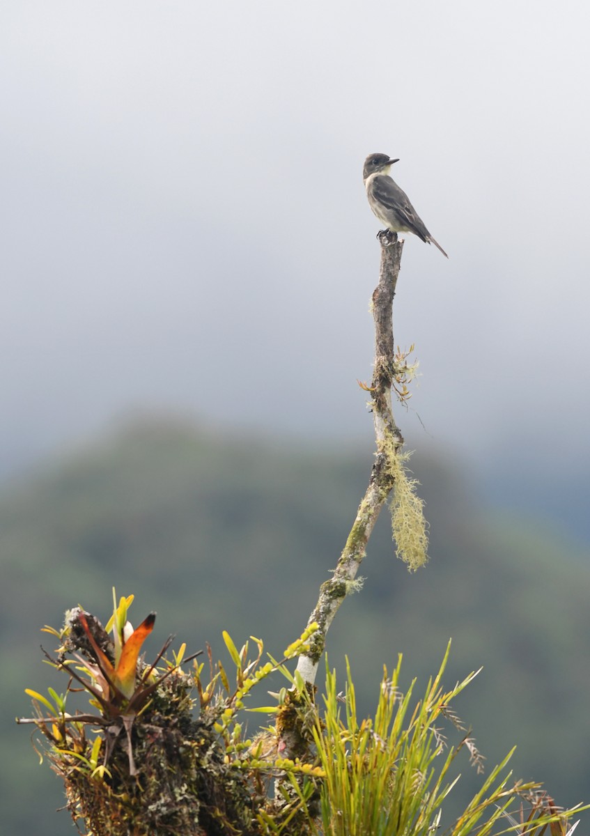 Olive-sided Flycatcher - ML194412561