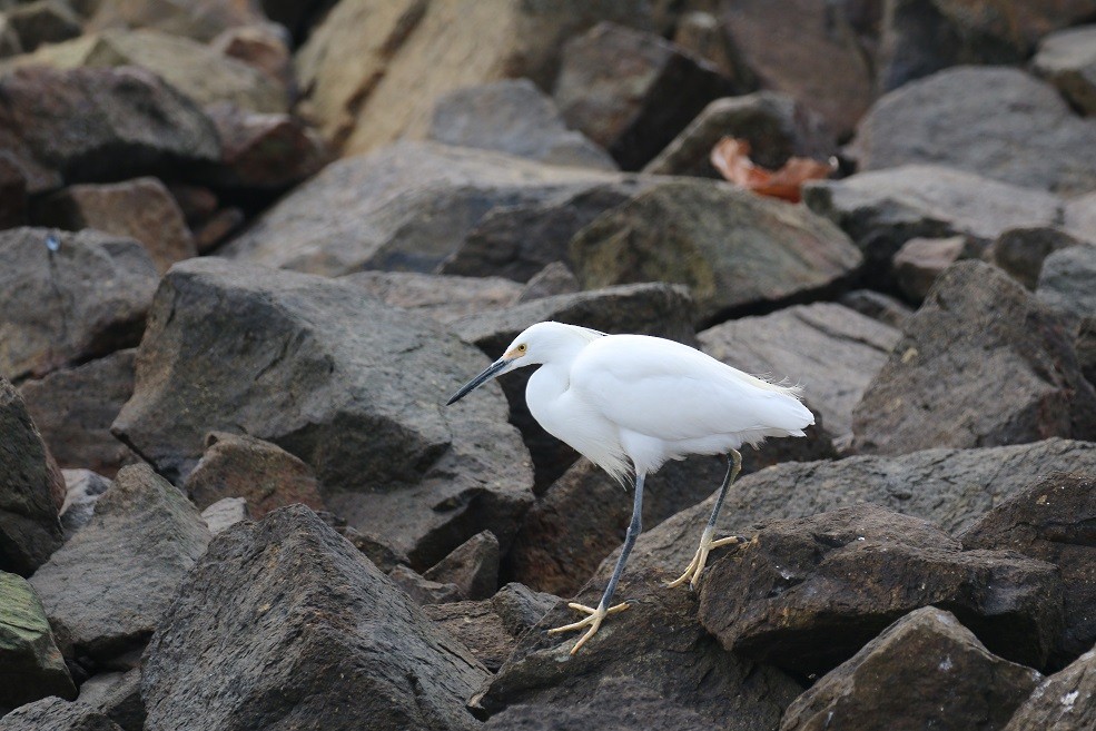 Snowy Egret - ML194412881