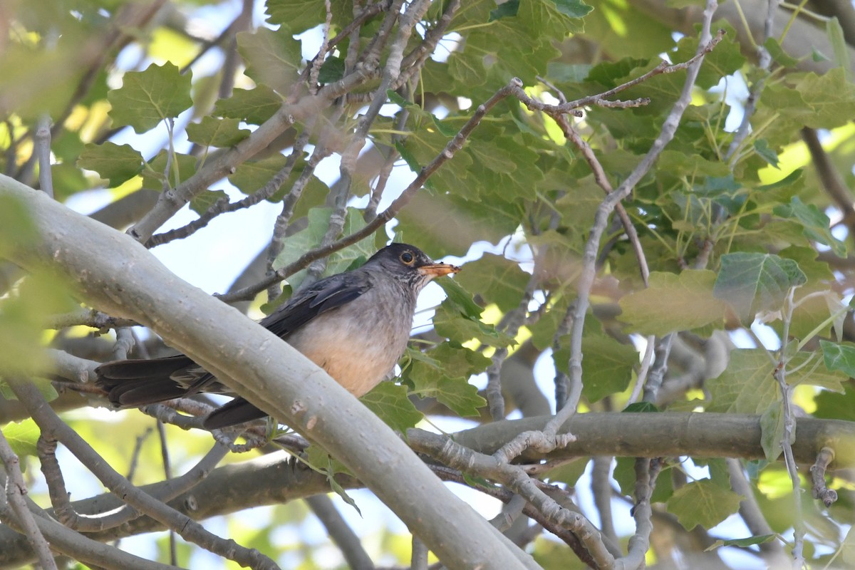 Austral Thrush - Marie O'Neill