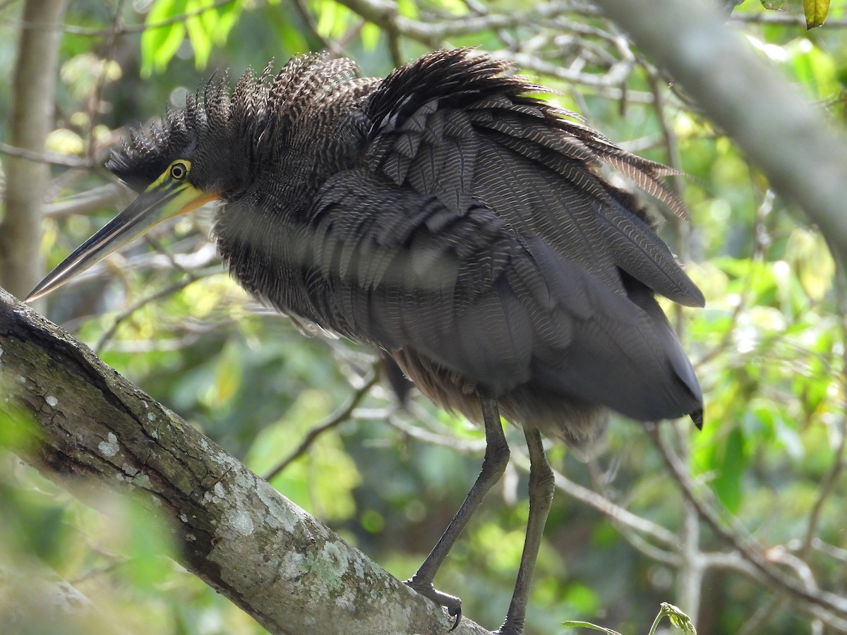 Bare-throated Tiger-Heron - ML194412981