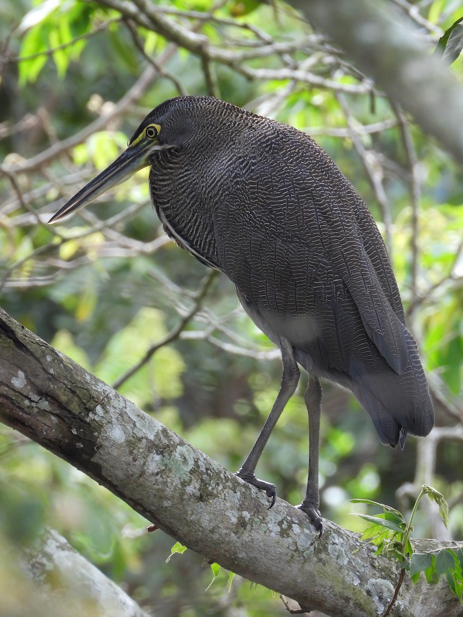 Bare-throated Tiger-Heron - ML194412991