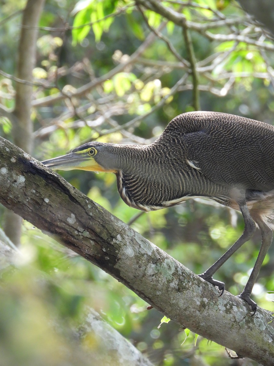 Bare-throated Tiger-Heron - ML194413021