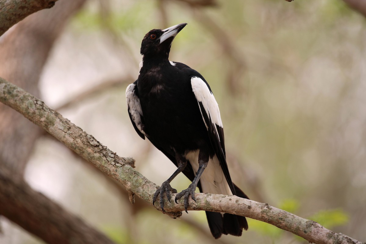 Australian Magpie (Black-backed) - ML194413301