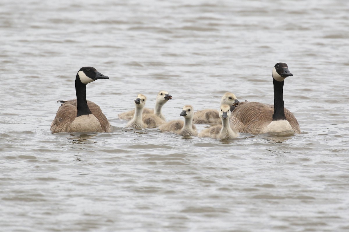 Canada Goose - Alex Lamoreaux