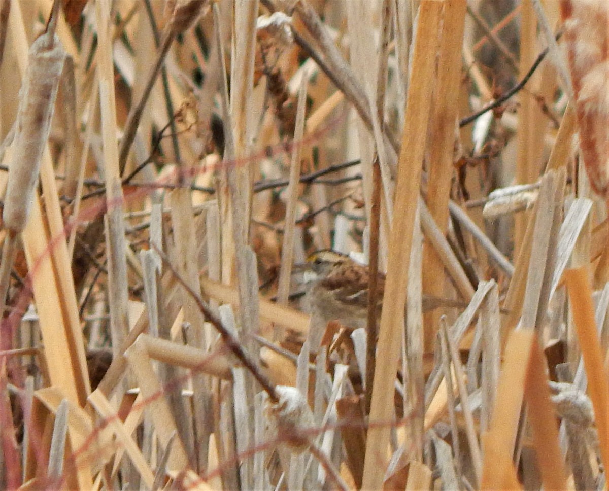 White-throated Sparrow - ML194414041