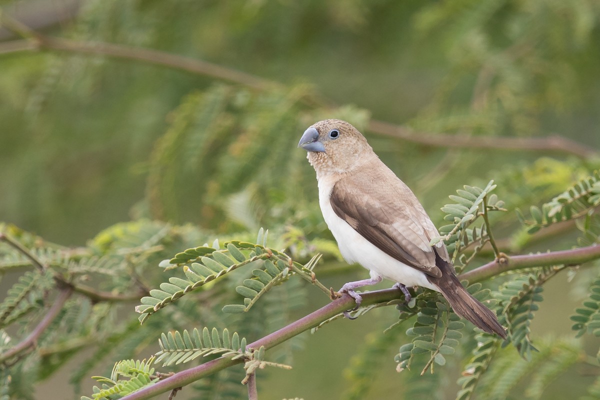 African Silverbill - ML194414621