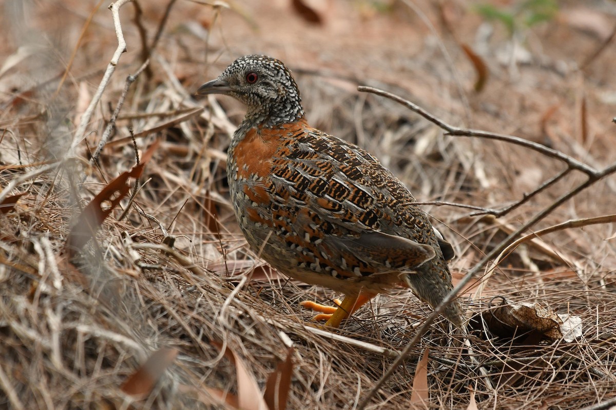 Painted Buttonquail - Wayne Schulz