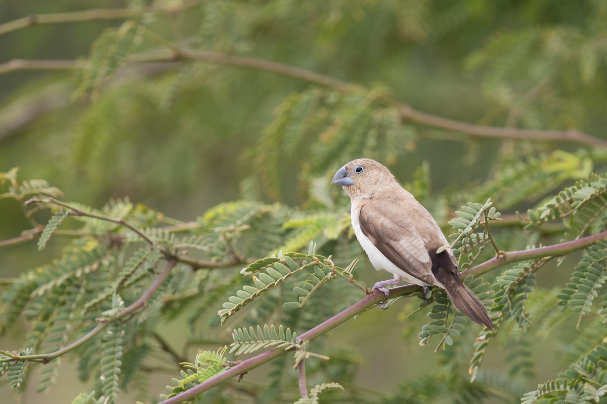 African Silverbill - ML194414721