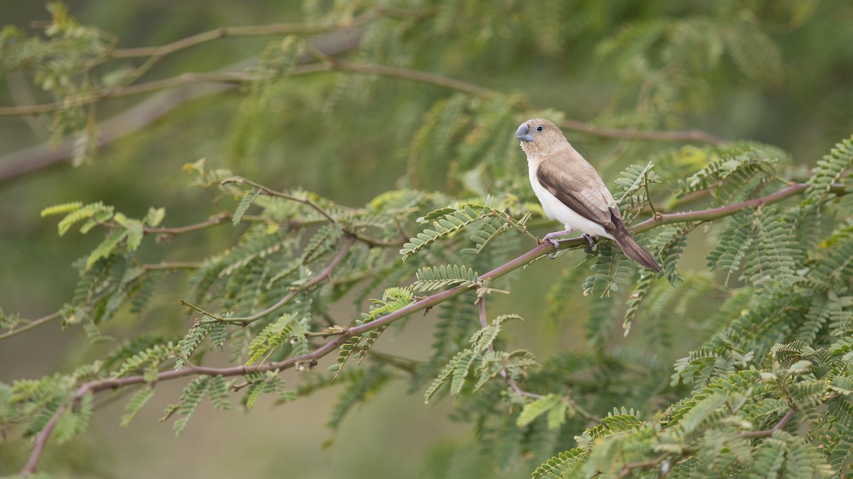 African Silverbill - ML194414751