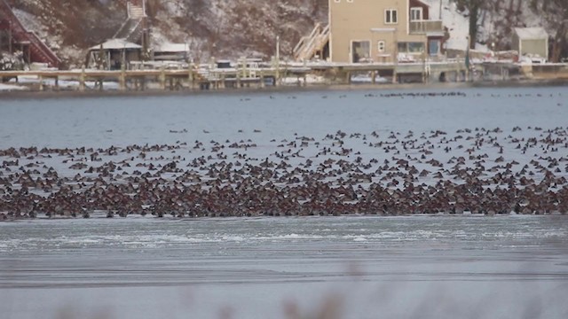 Redhead - ML194415241