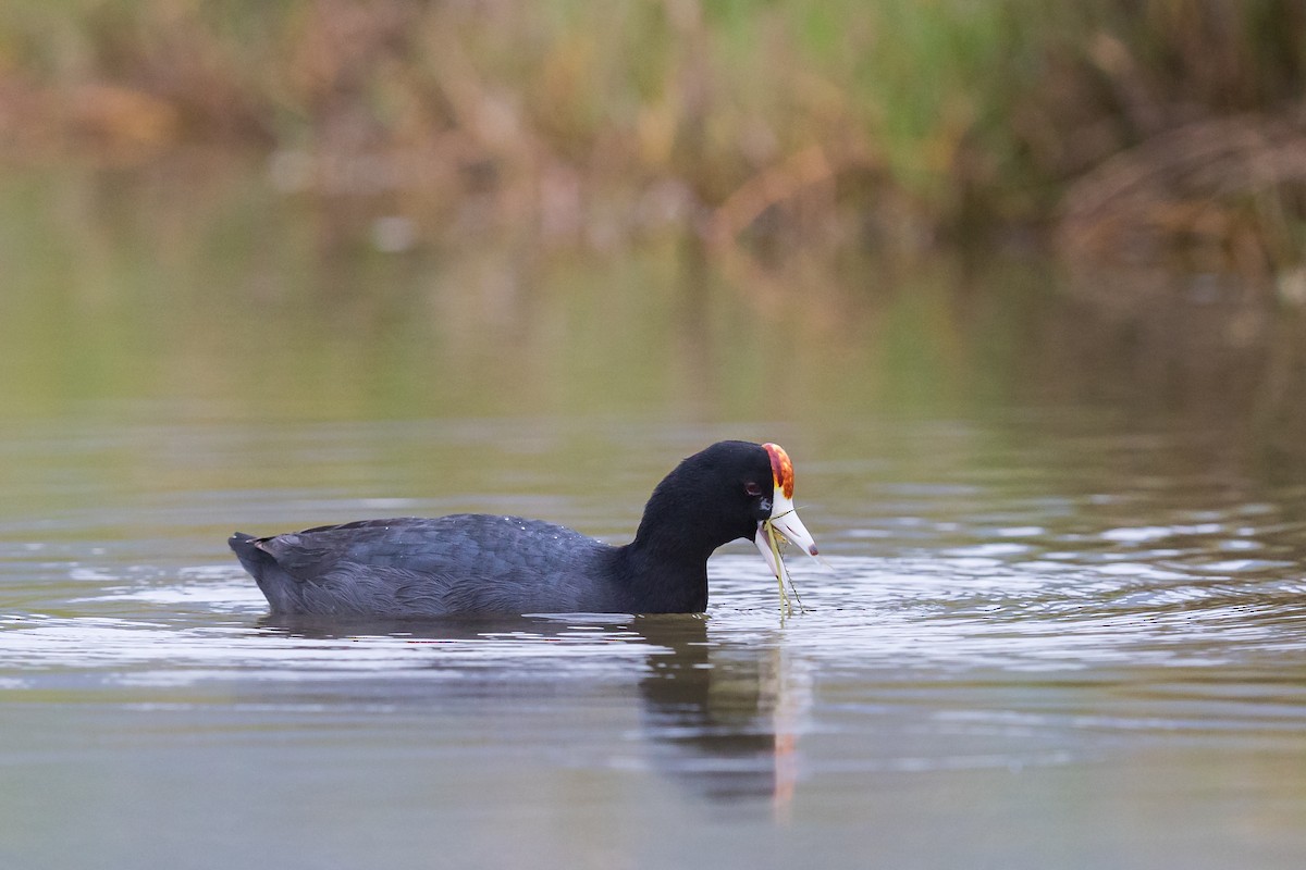 Hawaiian Coot - ML194416071