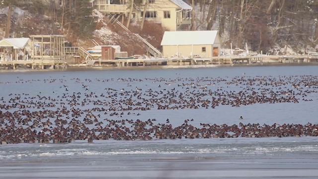 Redhead - ML194416731