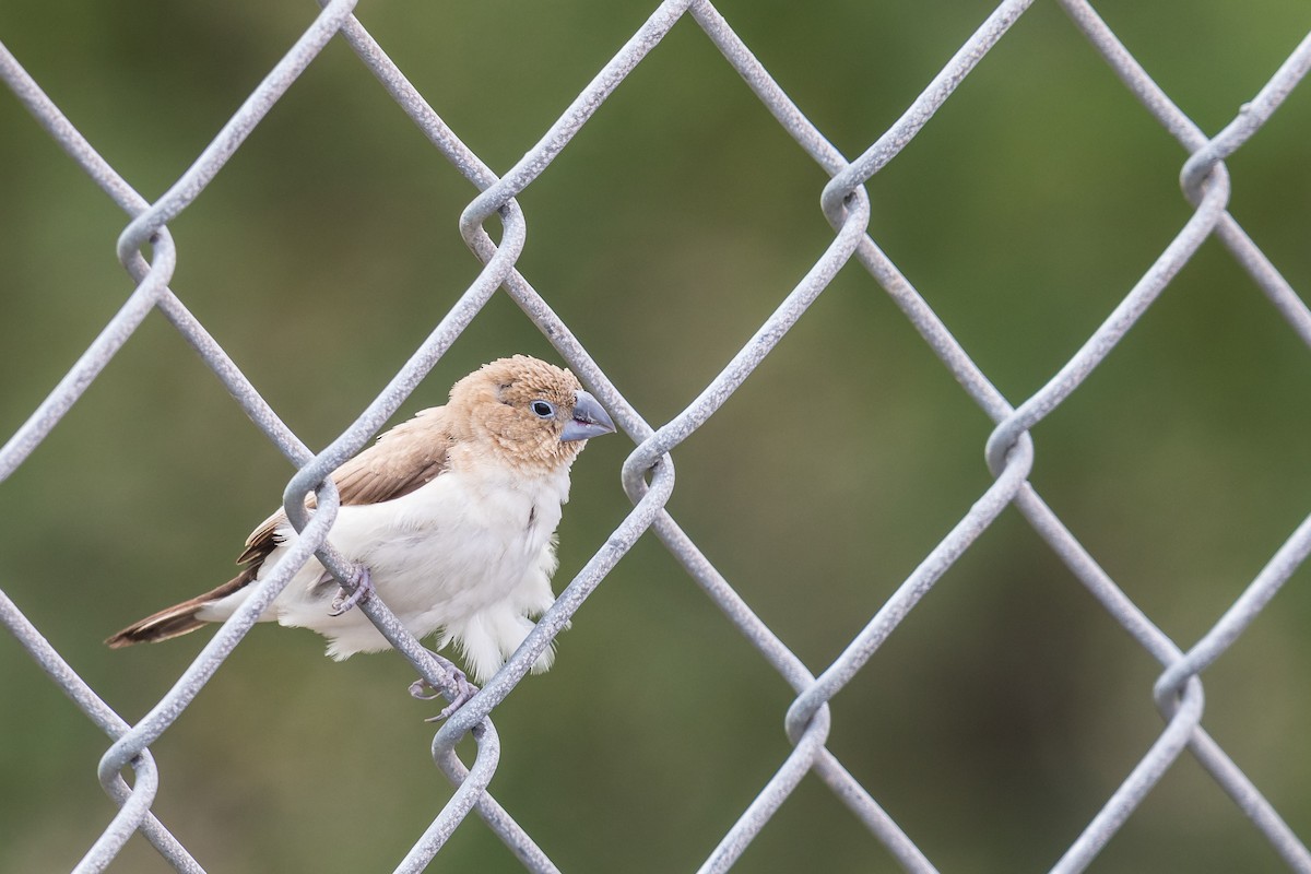 African Silverbill - ML194416921