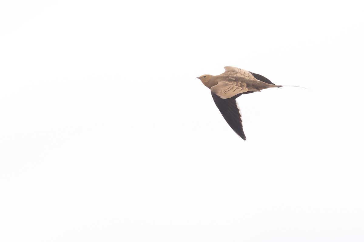 Chestnut-bellied Sandgrouse - ML194416961